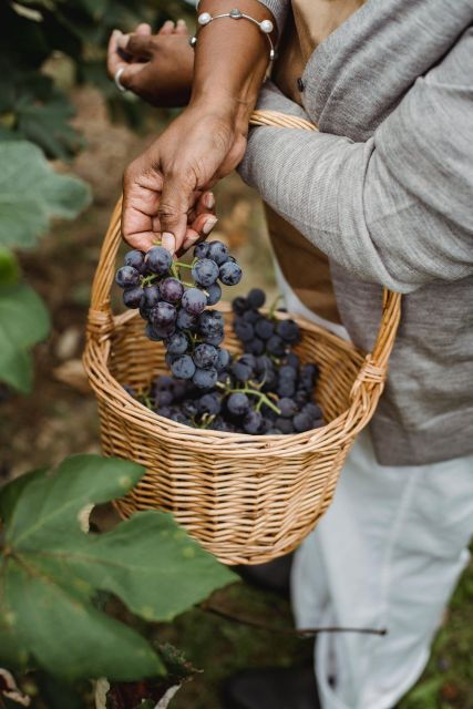 Corfu: Vineyard and Winery Tour With Cooking Class - Experience Description