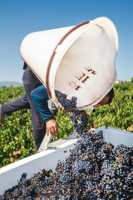 Corfu: Vineyard and Winery Tour With Cooking Class - Booking
