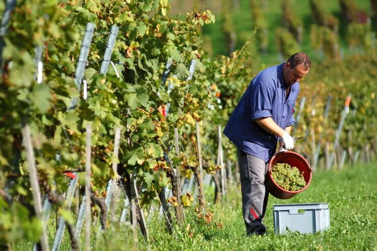 Corfu: Winery Tour and Tasting - Language and Host Information