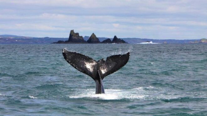 Cork: Cape Clear Island Tour - The Sum Up