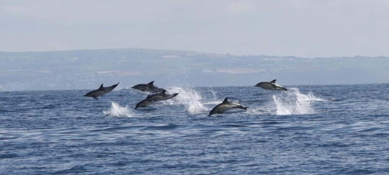 Cornwall: 2 hour Wildlife Watching RIB Tour Adventure - Good To Know