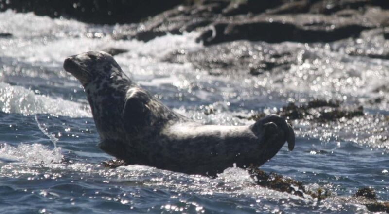 Cornwall: 2 hour Wildlife Watching RIB Tour Adventure - What to Expect from a 2-Hour Wildlife Watching RIB Tour