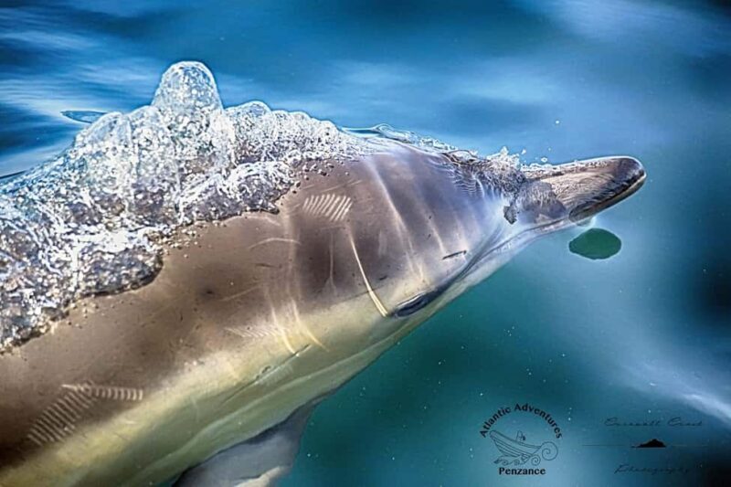 Cornwall: 2 hour Wildlife Watching RIB Tour Adventure - Who Should Consider This Tour?