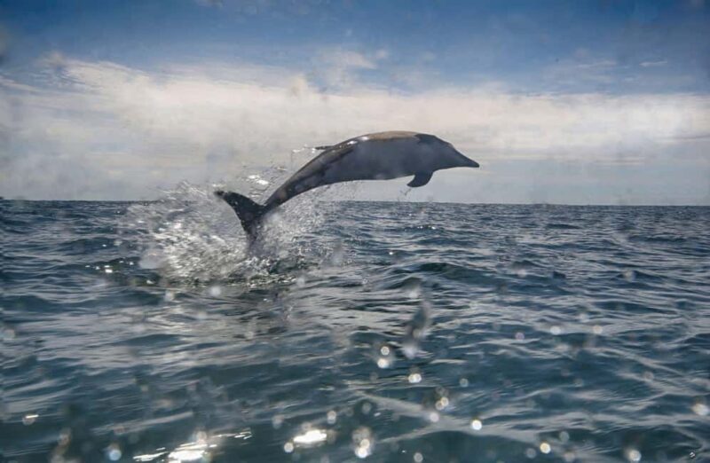 Cornwall: 2 hour Wildlife Watching RIB Tour Adventure - FAQ