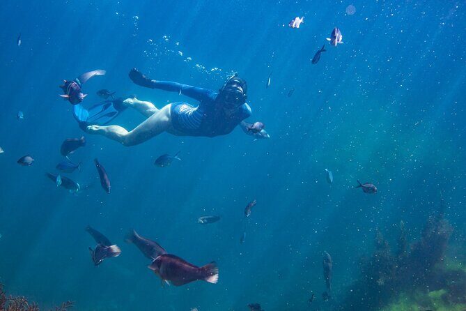 Coromandel Adventure and Wildlife Boat Tour to Aldermen Islands - Why This Tour Is a Great Pick