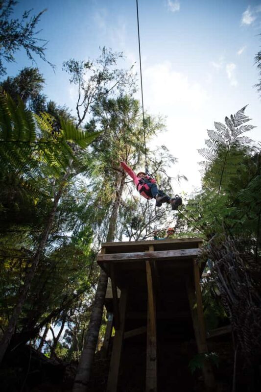 Coromandel: Guided Zipline Tour Experience - Who Should Consider This Tour?