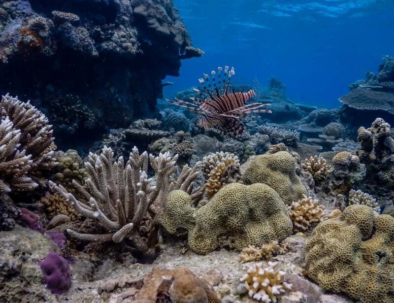 Coron: Apo Reef and Busuanga Freediving Expedition Tour - The Experience: What You’ll Feel and See