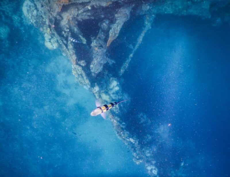 Coron: Apo Reef and Busuanga Freediving Expedition Tour - Final Thoughts: Is This Tour for You?