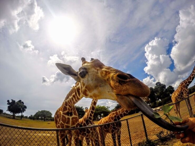 Coron: Black Island & Calauit Private Safari Tour - Tour Duration and Starting Times