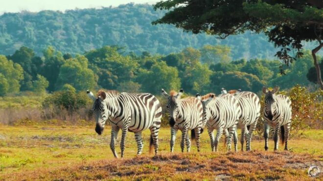 Coron: Black Island & Calauit Private Safari Tour - Payment Options and Flexibility