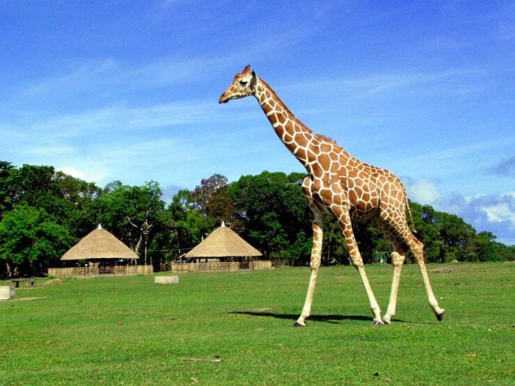 Coron: Calauit Safari Adventure - Activity Details and Booking Information