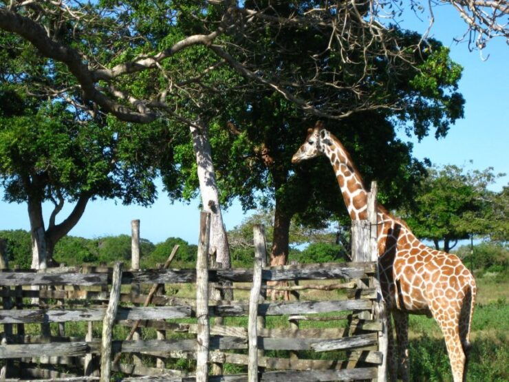 Coron: Calauit Safari Adventure - Free Cancellation and Flexible Booking