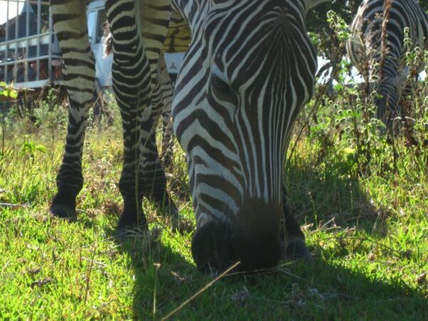 Coron: Calauit Safari Adventure - Additional Information and Location Details