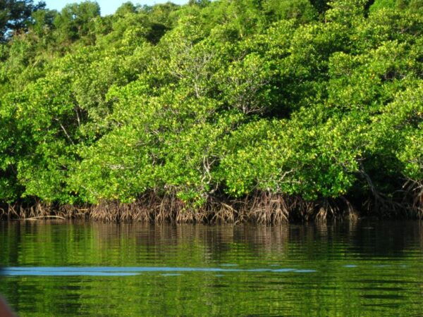 Coron: Calauit Safari Adventure - The Sum Up