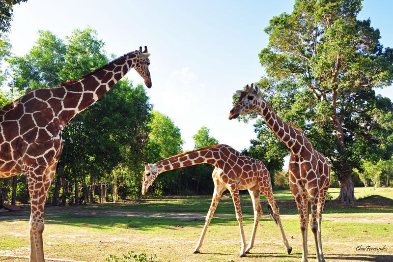 Coron Calauit Safari and Beach Tour - Giraffes, zebras and Palawan wildlife