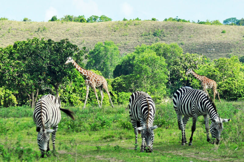Coron Calauit Safari and Beach Tour - Who will enjoy this day most