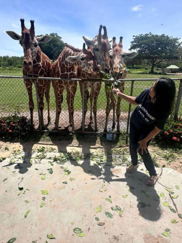 Coron: Calauit Safari Black Island Lunch & Transfer included - FAQ