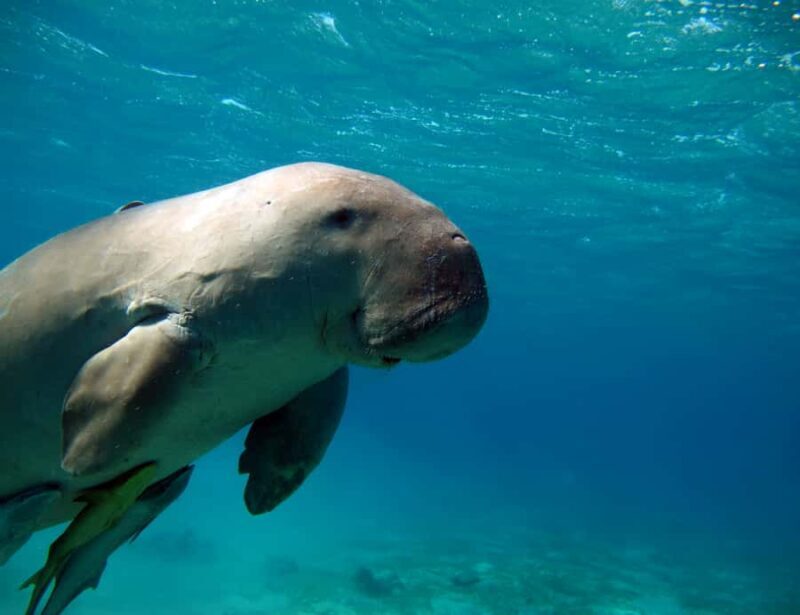 Coron: Dugong Watching and Snorkeling Tour with Lunch - An In-Depth Look at the Coron Dugong Snorkeling Tour