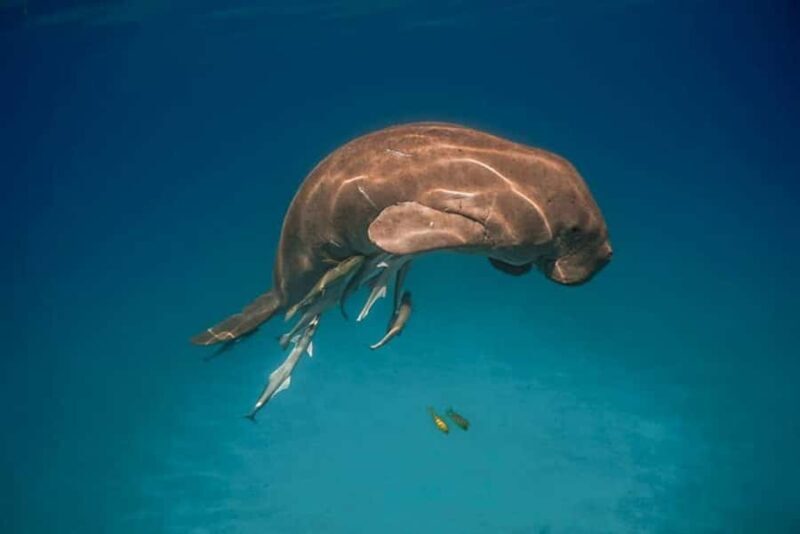 Coron: Dugong Watching and Snorkeling Tour with Lunch - FAQs