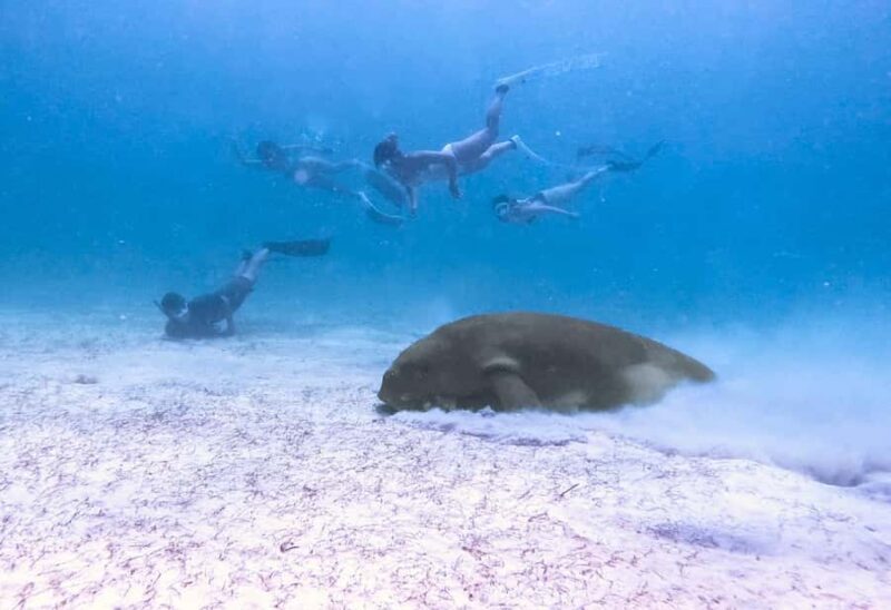 Coron: Dugong Watching and Snorkeling Tour with Lunch - Practical Details and Considerations