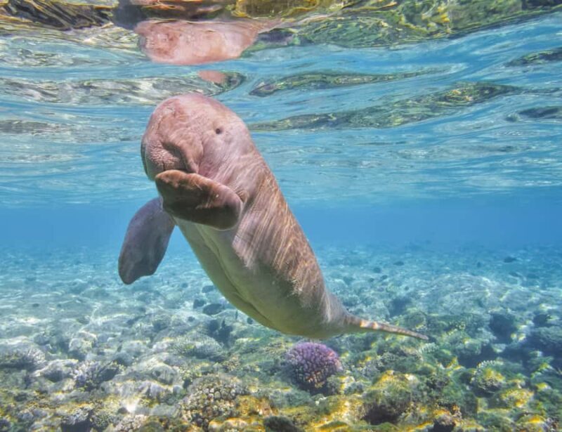 Coron: Dugong Watching and Snorkeling Tour with Lunch - Who Will Love This Experience?