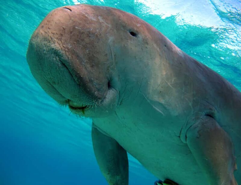 Coron: Dugong Watching and Snorkeling Tour with Lunch - The Sum Up: Why this tour is a good value