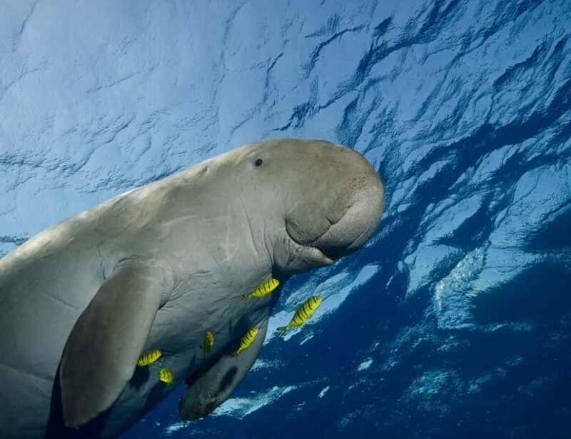 Coron: Dugong Watching and Snorkeling Tour with Lunch - FAQ