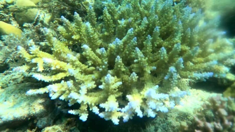 Coron: Dugong Watching Tour with Snorkeling - The Experience: What Travelers Say