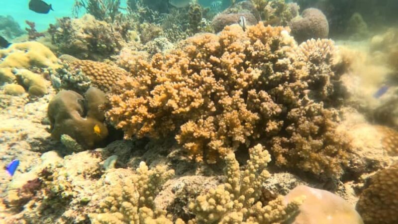 Coron: Dugong Watching Tour with Snorkeling - FAQ