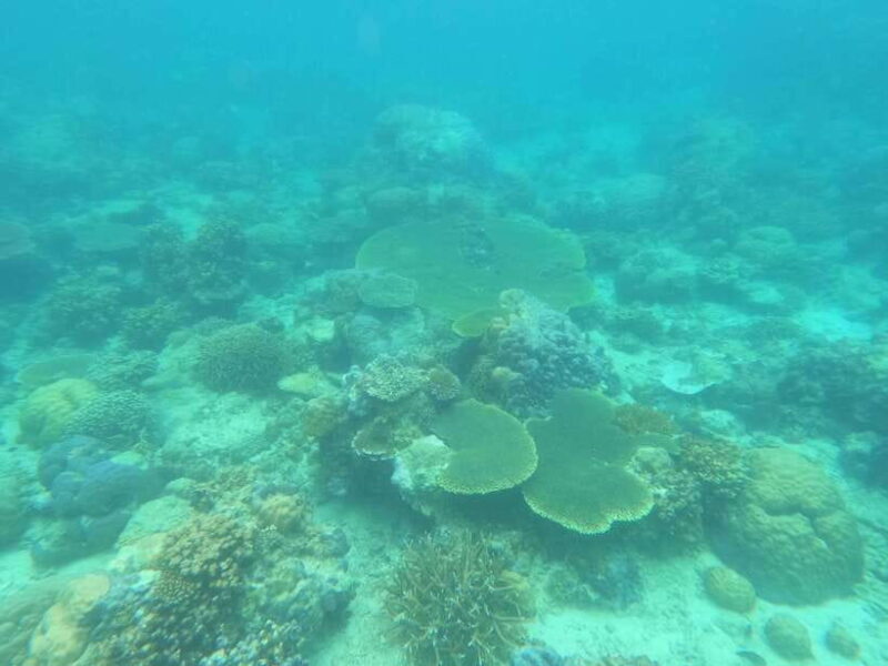 Coron: Dugong Watching with Sea Turtle and Coral Garden tour - Good To Know