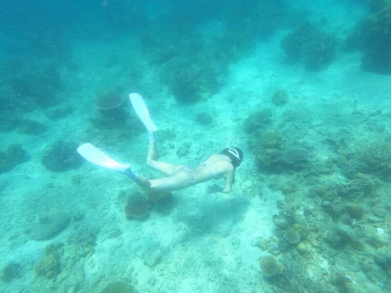 Coron: Dugong Watching with Sea Turtle and Coral Garden tour - The Complete Guide to the Dugong & Coral Garden Tour