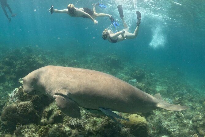 Coron Group Dugong and Turtle Watching with Lunch - What to Expect from the Tour