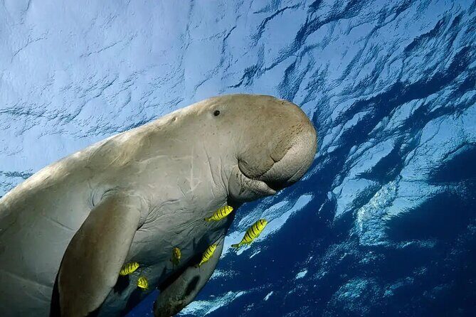 Coron Group Dugong and Turtle Watching with Lunch - The Practicalities