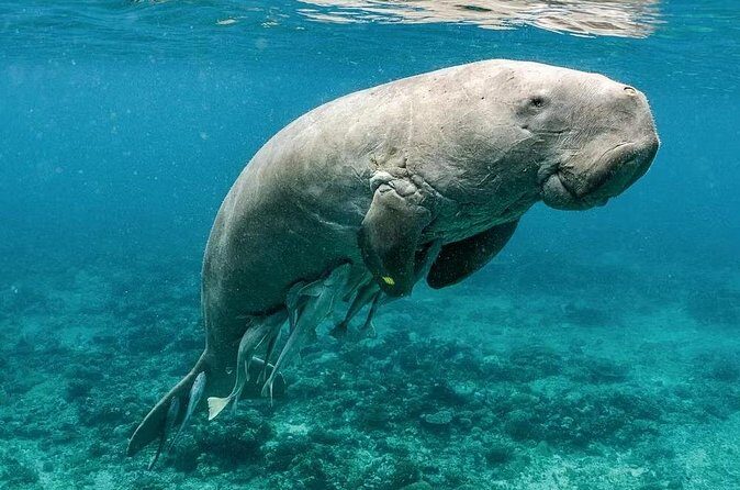 Coron Group Dugong and Turtle Watching with Lunch - Final Thoughts