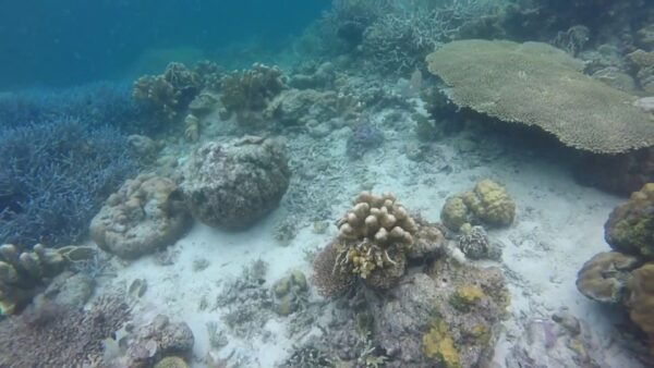 Coron: Off-Bay Islands, Lagoons and Lakes Hopping Tour - Common Questions