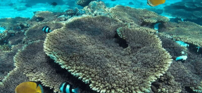 Coron: Pukaway Cave Underground Lake Tour w/Lunch (Shared) - Real Traveler Insights & Tips