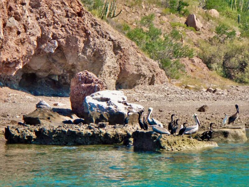 Coronado Island and Snorkel Tour - What’s Included & What to Consider