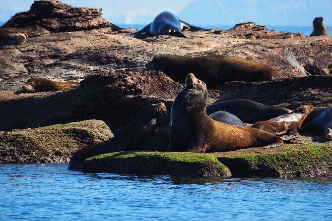Coronado Island Visit and Sea Lions Swimming - Good To Know