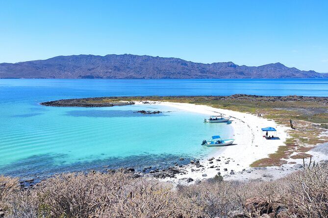 Coronado Island Visit and Sea Lions Swimming - Why This Tour Works Well