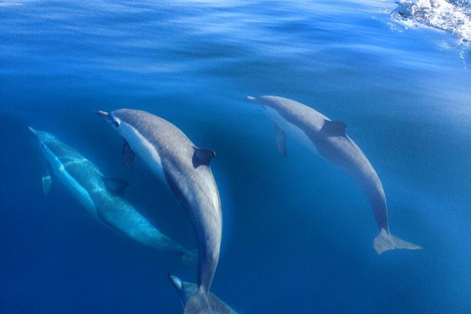 Coronado Islands 12 Hour Fishing Trip for up to 4 People - The Sum Up