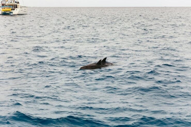 Corralejo: Sail for Lobos Island With Drinks and Snorkeling - Tour Details