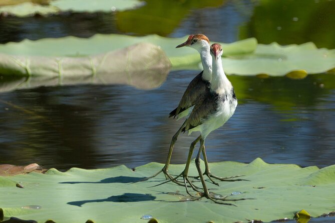 Corroboree Billabong 2.5 Hour Lunch Cruise - What to Expect