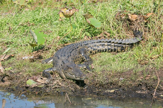 Corroboree Billabong 2.5 Hour Lunch Cruise - The Sum Up