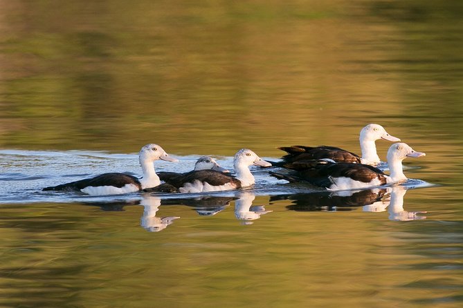 Corroboree Billabong Wetland Cruises - 1.5 Hour Morning Cruise - Overview of Corroboree Billabong Wetland Cruises