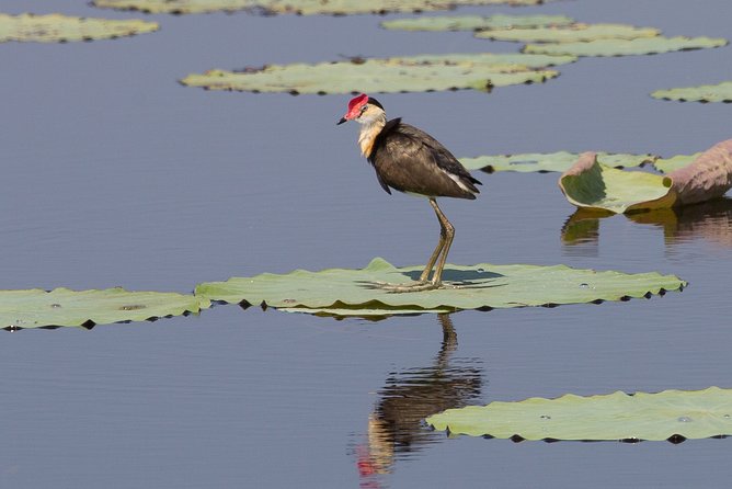 Corroboree Billabong Wetland Cruises - 1.5 Hour Morning Cruise - Impressive Wildlife at Corroboree Billabong