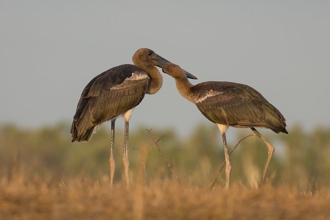 Corroboree Billabong Wetland Cruises - 1.5 Hour Morning Cruise - Up-Close Encounters With Birds and Animals