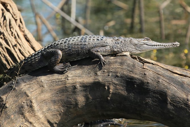 Corroboree Billabong Wetland Cruises - 1.5 Hour Morning Cruise - Traveler Reviews and Ratings