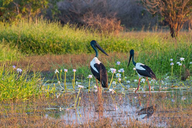 Corroboree Billabong Wetland Cruises - 1.5 Hour Morning Cruise - Pricing and Booking Details
