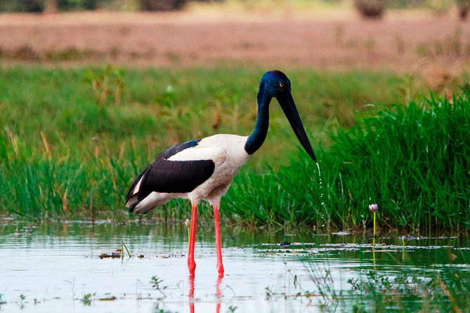 Corroboree Billabong Wetland Cruises - 2 Hour Sunset Cruise - Experience and Observations