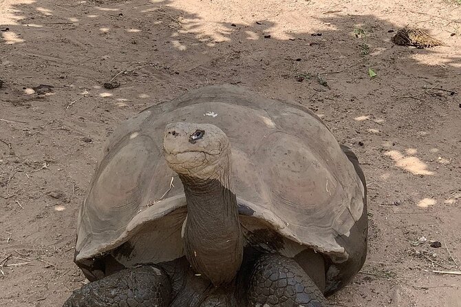 Corsica A Cupulatta Turtle Park Skip the Line Admission Ticket - Visual Experience Through Traveler Photos